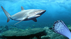 Cabecera tiburones atacan